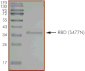Product Element Image
